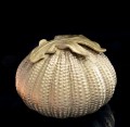 209055 2026 urn eikenblad 800